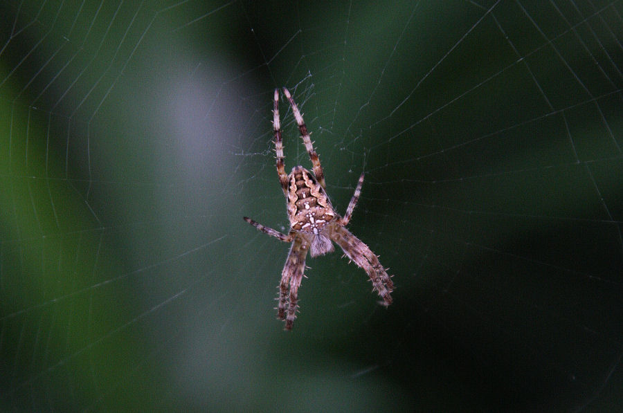 Araneus diadematus